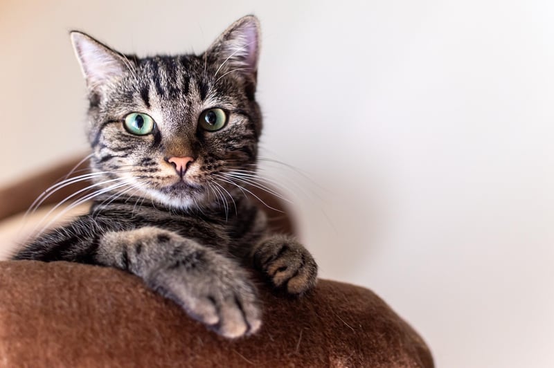 Schroedinger's Cat
